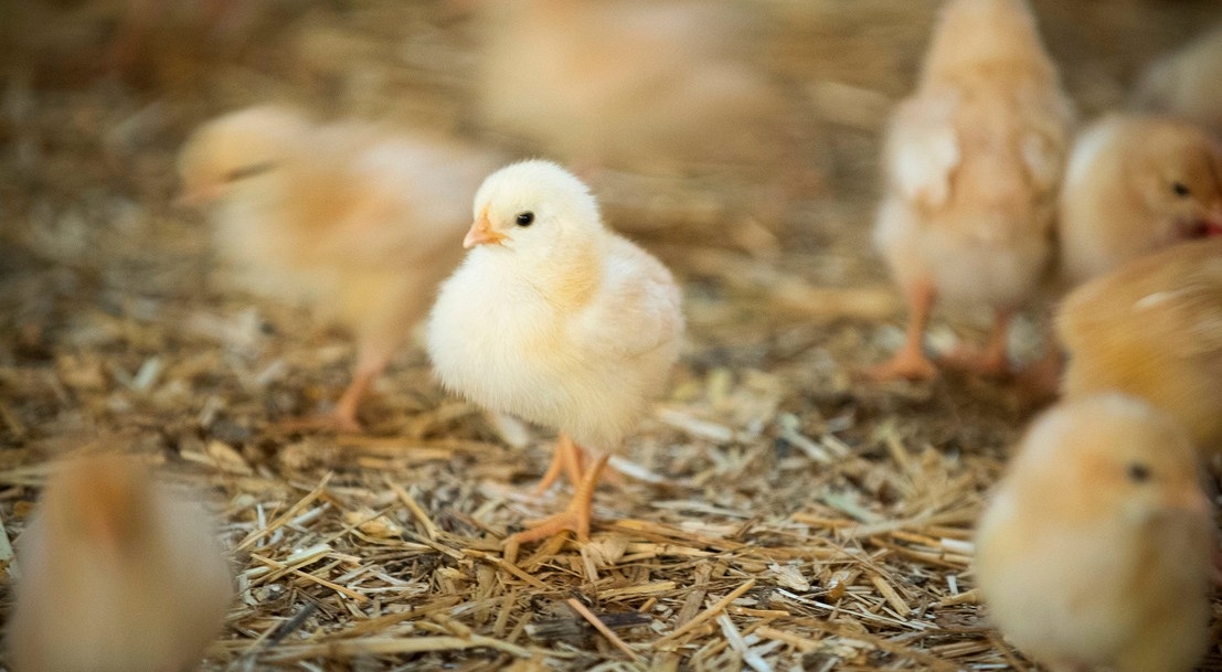 La France, premier pays au monde avec l'Allemagne à mettre fin à l'élimination systématique des poussins mâles