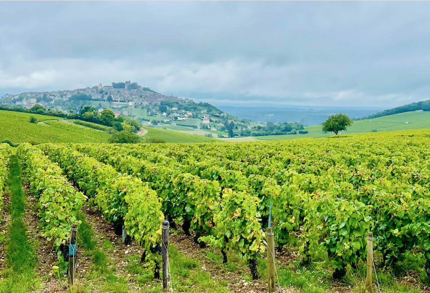 Les vendanges 2021 débutent !