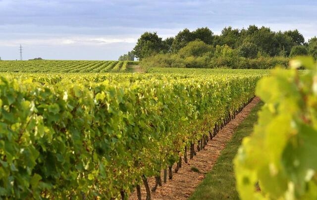 Bonne nouvelle pour les viticultureurs : suspension pour cinq ans des sanctions mutuelles dans le cadre du différend Airbus-Boeing